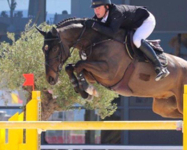 jumper Captain Maddox (Irish Sport Horse, 2010, from Captain Clover)