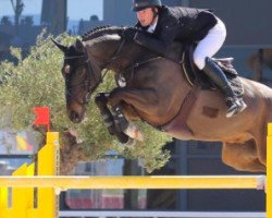 Springpferd Captain Maddox (Irish Sport Horse, 2010, von Captain Clover)