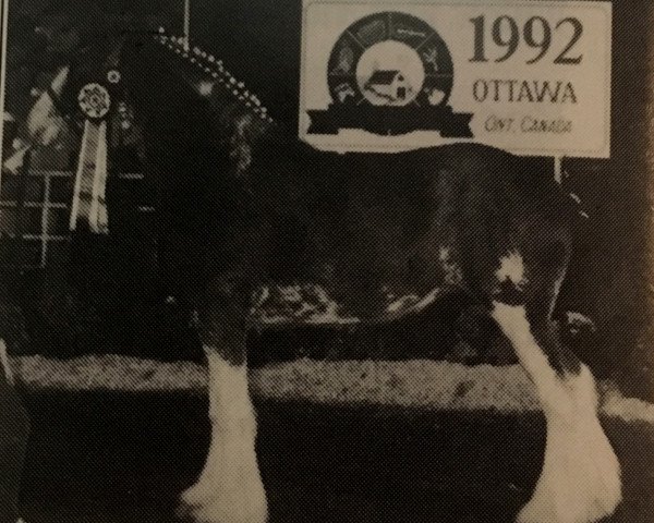 broodmare Thistle Ridge Argyll Meggie (Clydesdale, 1989, from Commander Mark Argyll)