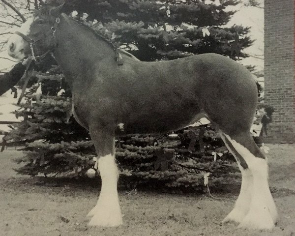 Pferd Thistle Ridge Argyll Marnie (Clydesdale, 1996, von Commander Mark Argyll)