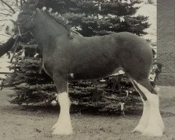 horse Thistle Ridge Argyll Marnie (Clydesdale, 1996, from Commander Mark Argyll)