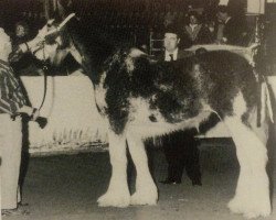 broodmare Thistle Ridge Argyll Kate Pace (Clydesdale, 1993, from Commander Mark Argyll)