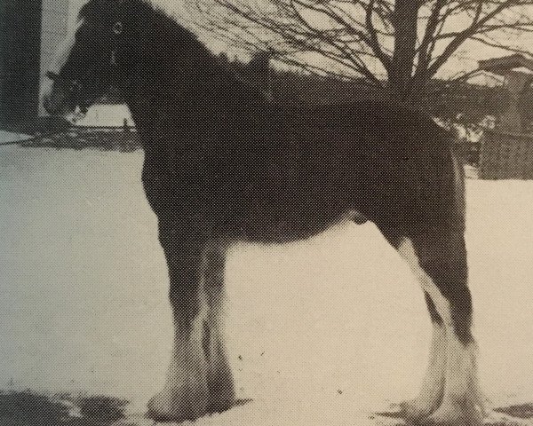 Deckhengst Thistle Ridge Argyll Hugh (Clydesdale, 1992, von Commander Mark Argyll)