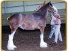 broodmare Thistle Ridge Seventh Heaven (Clydesdale, 2003, from Thistle Ridge Argyll Avery)