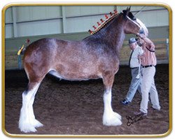 broodmare Thistle Ridge Seventh Heaven (Clydesdale, 2003, from Thistle Ridge Argyll Avery)