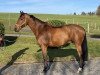 jumper Legacy 9 (Oldenburg show jumper, 2007, from Böckmanns Lazio)