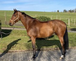 jumper Legacy 9 (Oldenburg show jumper, 2007, from Böckmanns Lazio)