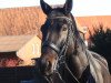 dressage horse Del Bondio (Hanoverian, 2012, from Dante Weltino Old)