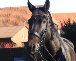 dressage horse Del Bondio (Hannoveraner, 2012, from Dante Weltino Old)