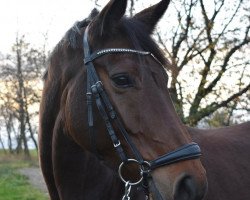 dressage horse Grande Amie 3 (Hanoverian, 2012, from Galayo La Silla)