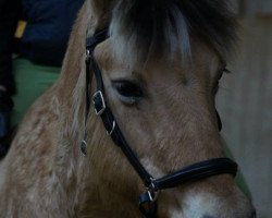 broodmare Kis Java (Fjord Horse, 1994, from Jon Halsnæs)