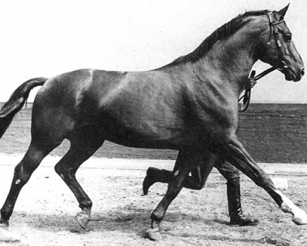 horse Absatz (Hanoverian, 1960, from Abglanz)