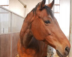 horse Testolina (Trakehner, 2007, from Pricolino)