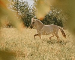 horse Rivera (Fjord Horse, 2010, from Haakon)