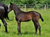 broodmare On Time S (Trakehner, 2016, from Hibiskus)