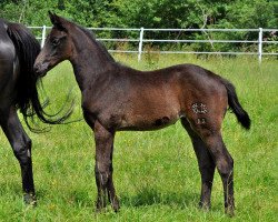 Zuchtstute On Time S (Trakehner, 2016, von Hibiskus)