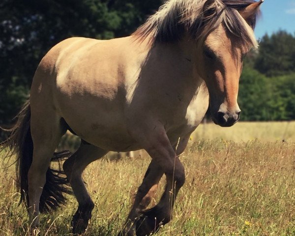 horse Bührings Vincent (Fjord Horse, 2017, from Vacceur)