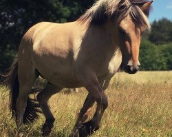 Pferd Bührings Vincent (Fjordpferd, 2017, von Vacceur)