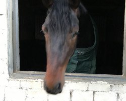 dressage horse Delicat (Hanoverian, 2014, from Dimaggio)