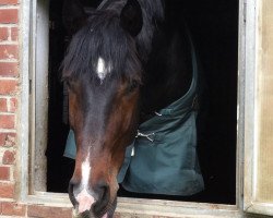 dressage horse Di Baggio 4 (Hanoverian, 2008, from Dimaggio)