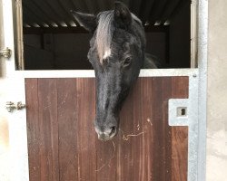 broodmare Laura (Hanoverian, 1992, from Lanthan)