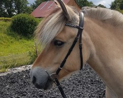 horse Bühring's Dacor (Fjord Horse, 2014, from Bühring's Djafur)