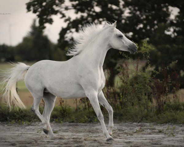 broodmare Nedschd Nadirah M (Arabian thoroughbred, 2014, from Nedschd Mansour ox)