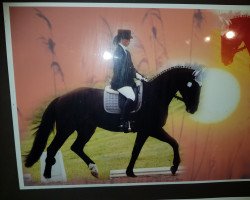 horse Le Pauli P (Hanoverian, 1992, from Legat)