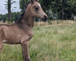 Pferd Cooper de Luxe (Deutsches Reitpony, 2020, von Top Champion)