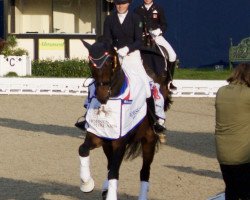 dressage horse Zafriq de Jeu (KWPN (Royal Dutch Sporthorse), 2004, from Rousseau)