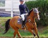 jumper Champ 225 (Oldenburg show jumper, 2009, from Christ)