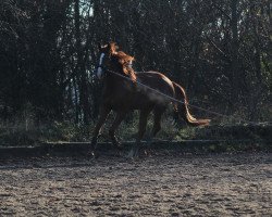 dressage horse Surprise Me (Oldenburg, 2017, from Self made)