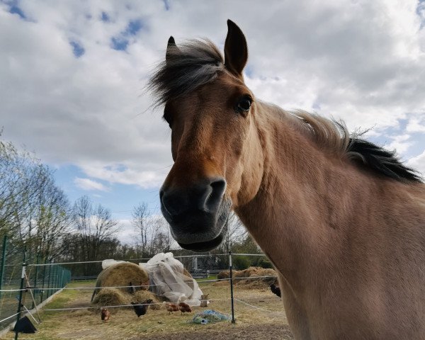 horse Solo (Fjord Horse, 1994, from Sagan B 60)