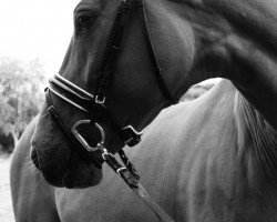 dressage horse Lanyana (Hanoverian, 2008, from Lauscher)