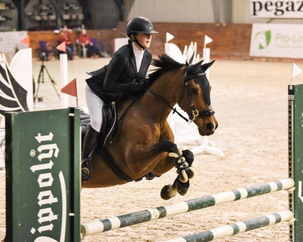 Pferd Lucky Dream (Belgisches Reitpony, 2006)