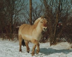 Zuchtstute Bella (Fjordpferd, 1992, von Filur FJH 561)