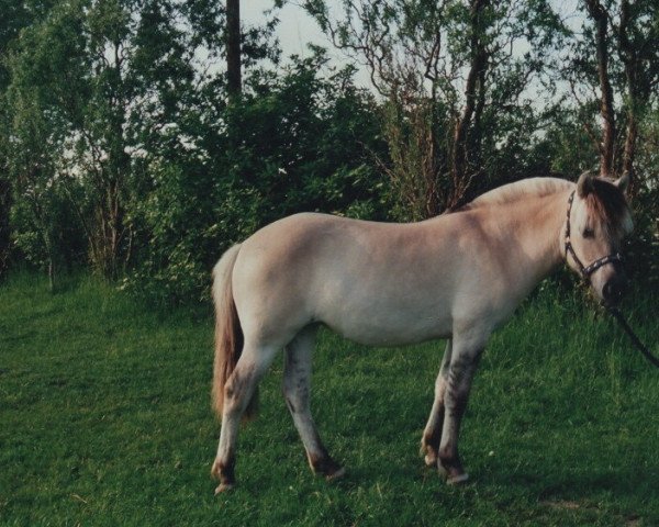 horse Belle Amie (Fjord Horse, 2003, from Skagen)