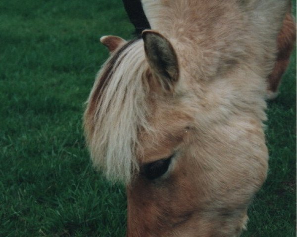 Pferd Skalle (Fjordpferd, 2004, von Skagen)