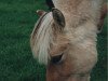 horse Skalle (Fjord Horse, 2004, from Skagen)