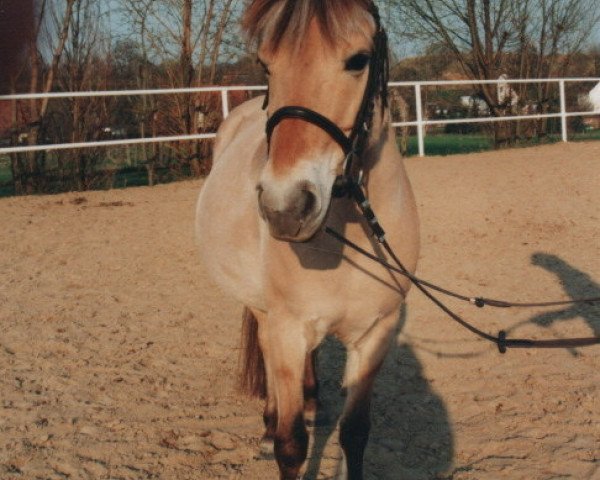 Zuchtstute Mascha (Fjordpferd, 1994, von Hallodri)