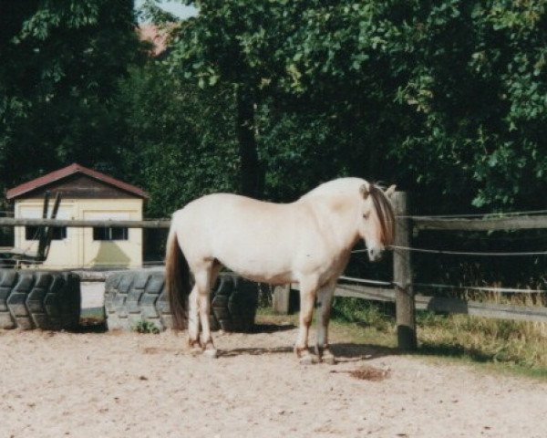 Pferd Minouche (Fjordpferd, 1996, von Pelle Halsnæs)