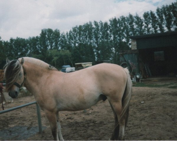 Pferd Atle Halsnaes (Fjordpferd, 1995, von Pelle Halsnæs)