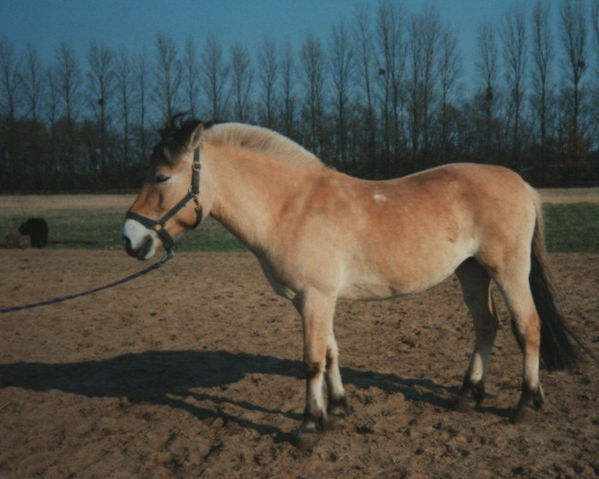 broodmare Stine (Fjord Horse, 1986, from Zötus II)