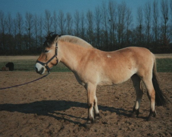 Zuchtstute Stine (Fjordpferd, 1986, von Zötus II)