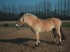 Zuchtstute Stine (Fjordpferd, 1986, von Zötus II)