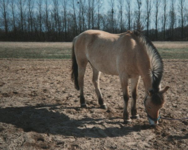 broodmare Stella (Fjord Horse, 1987, from Zötus II)