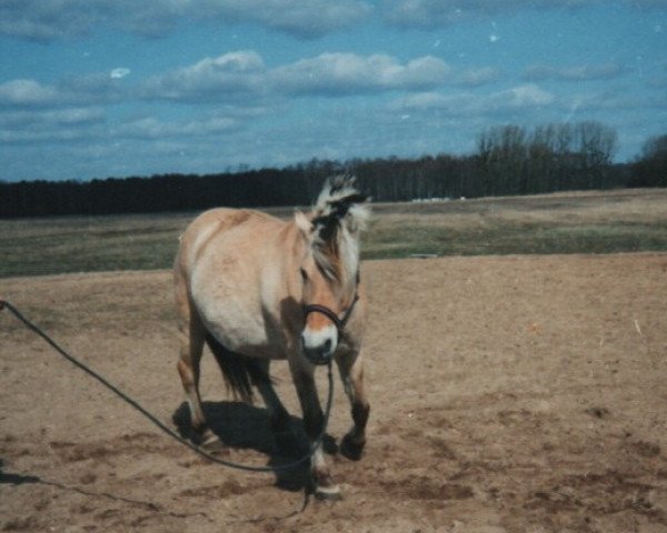 broodmare Trine 5 (Fjord Horse, 1985, from Filur FJH 561)