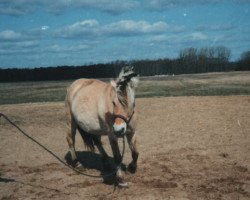 broodmare Trine 5 (Fjord Horse, 1985, from Filur FJH 561)