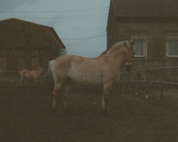 broodmare Trine (Fjord Horse, 1982, from Trajan N.1851)