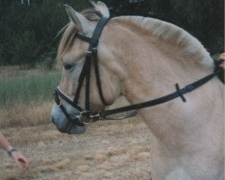 Pferd Zötus II Junior (Fjordpferd, 1996, von Zötus II)